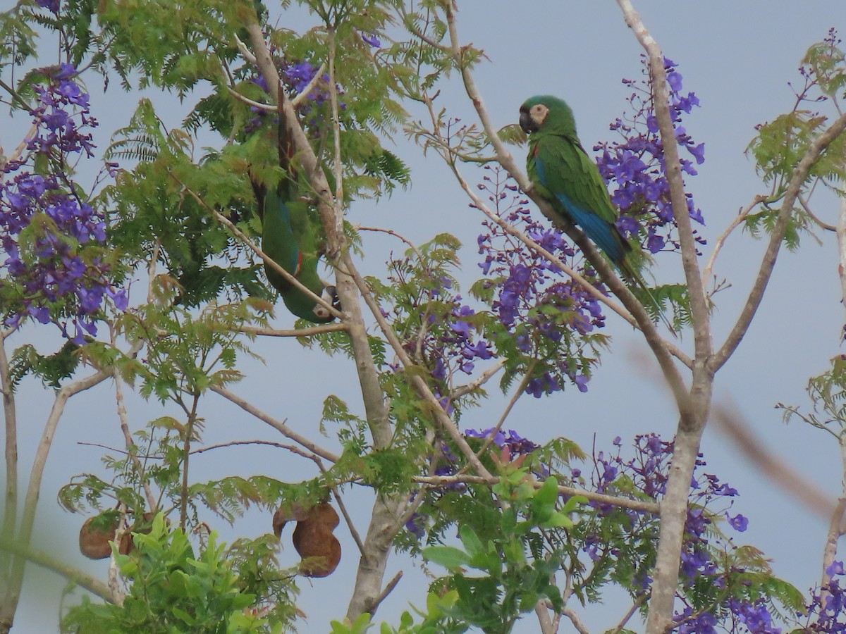 Chestnut-fronted Macaw - ML643567330