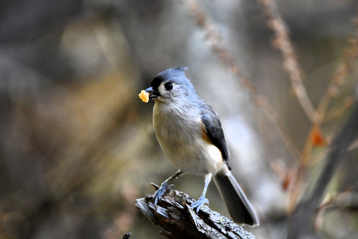 Tufted Titmouse - ML643567335
