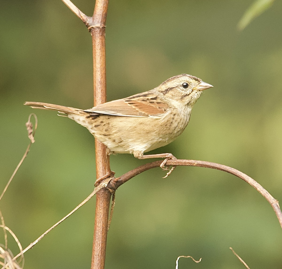 Swamp Sparrow - ML643567337