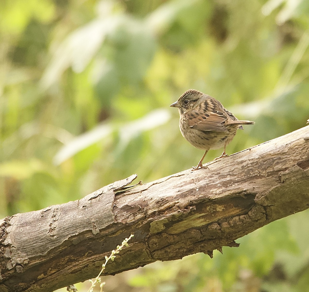 Swamp Sparrow - ML643567339