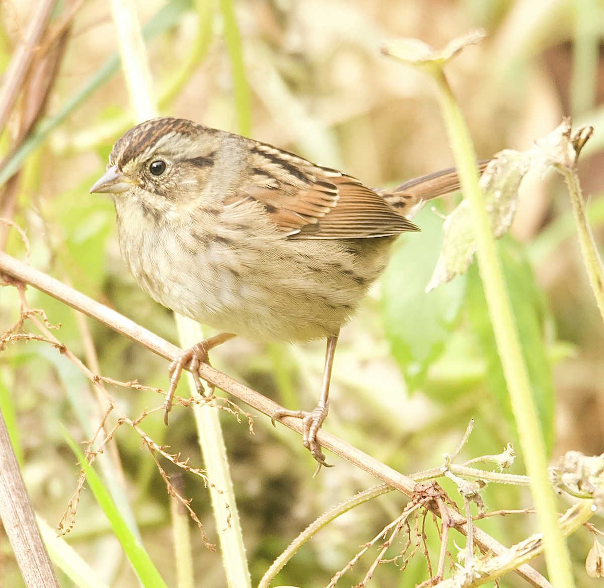 Swamp Sparrow - ML643567340