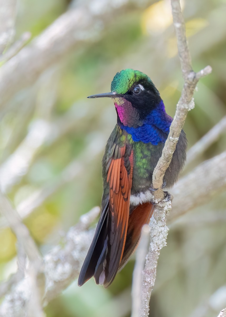 Garnet-throated Hummingbird - ML643567341