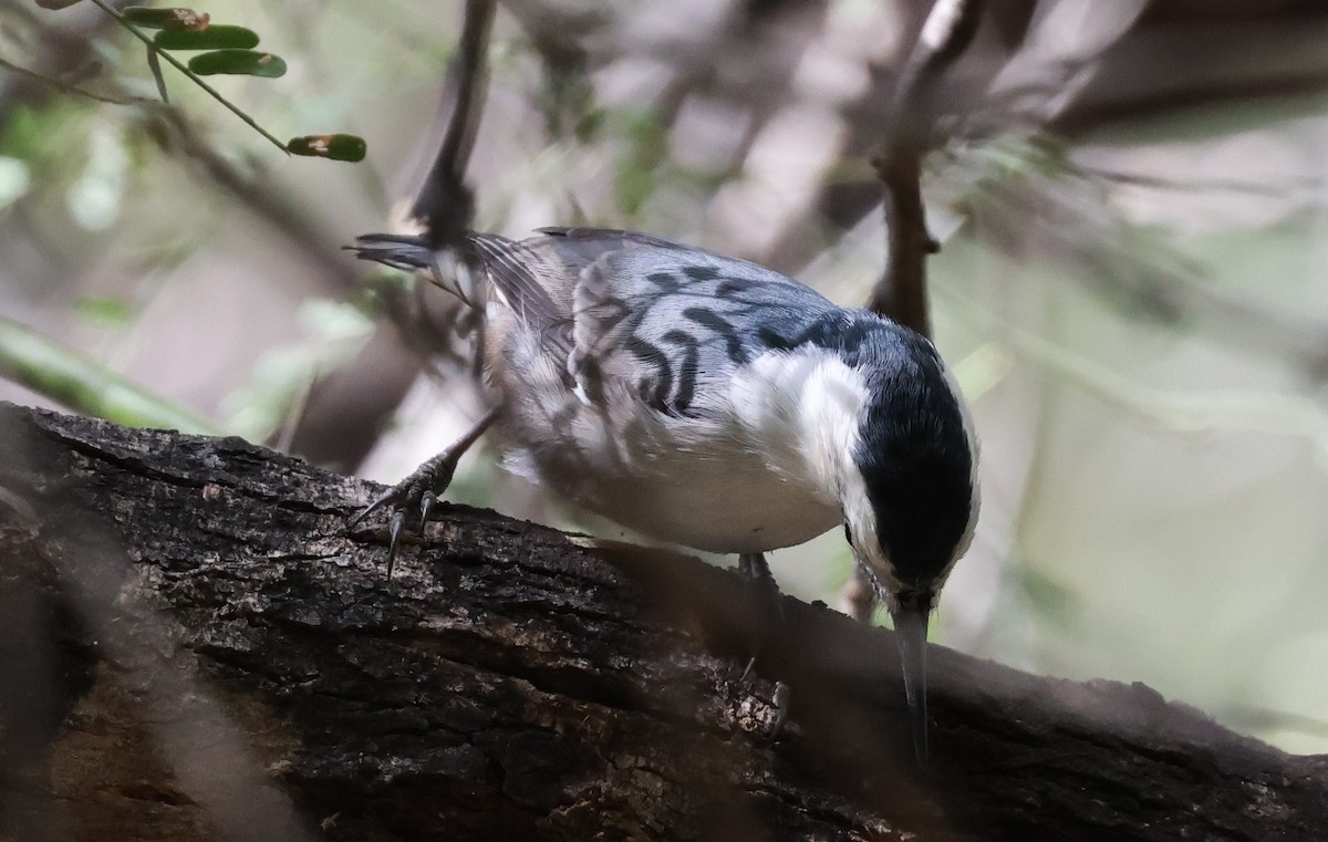 White-breasted Nuthatch - ML643567352