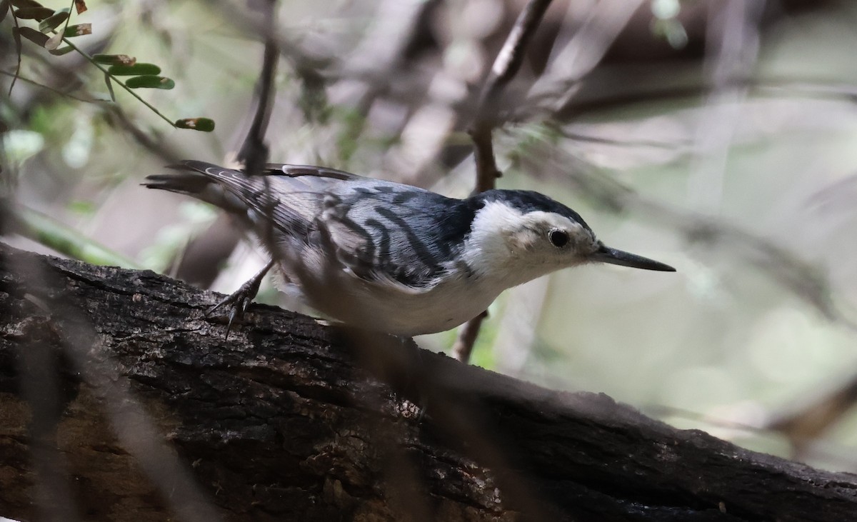 White-breasted Nuthatch - ML643567353