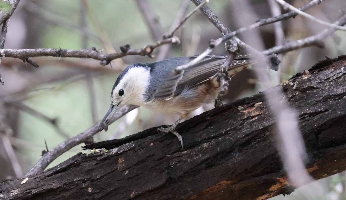 White-breasted Nuthatch - ML643567354
