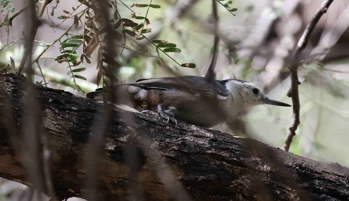 White-breasted Nuthatch - ML643567355