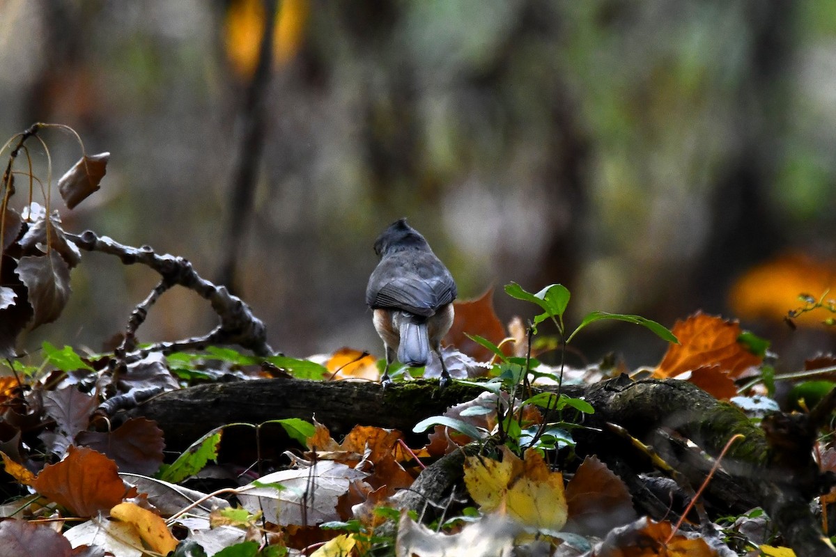 Tufted Titmouse - ML643567357