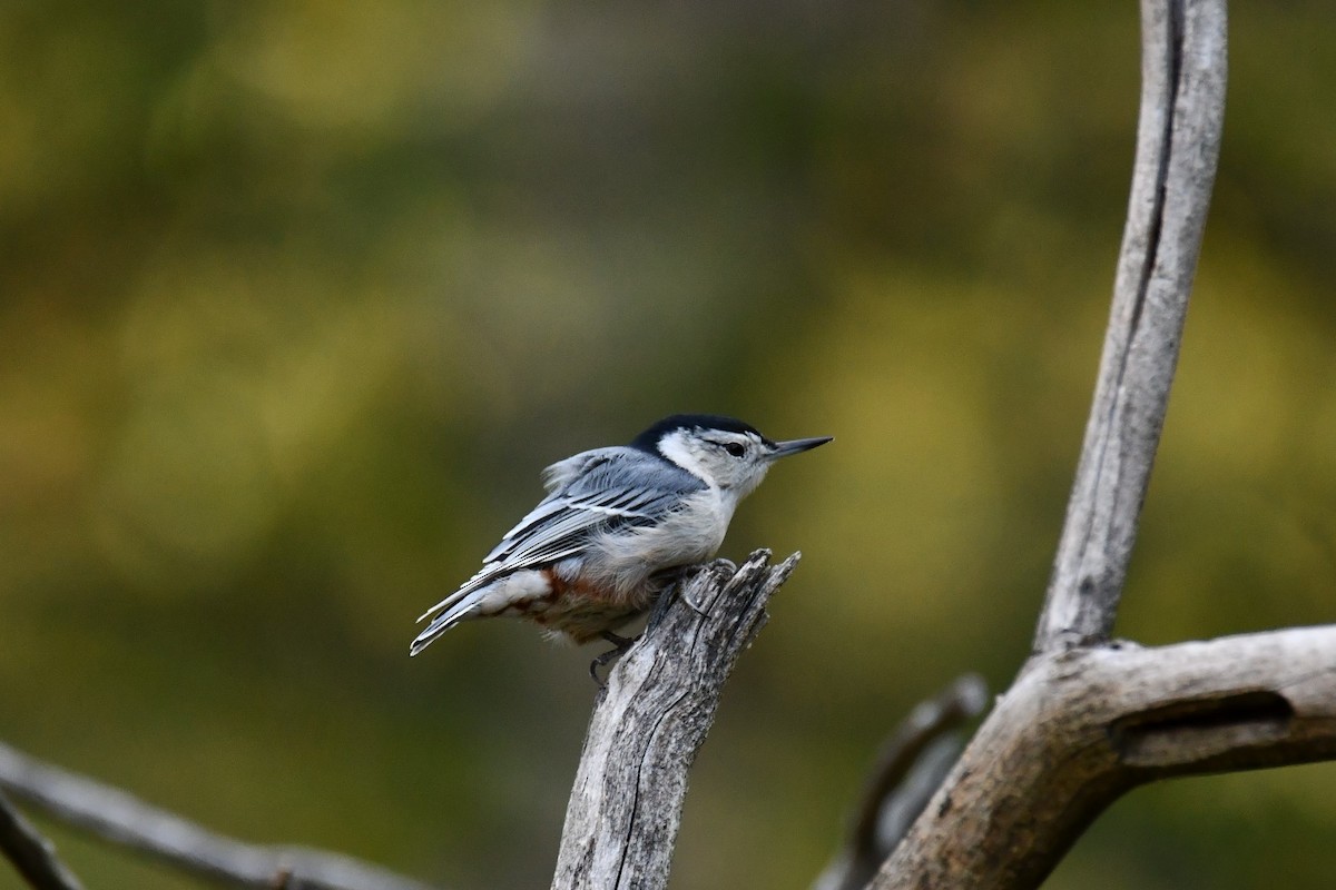 White-breasted Nuthatch - ML643567376