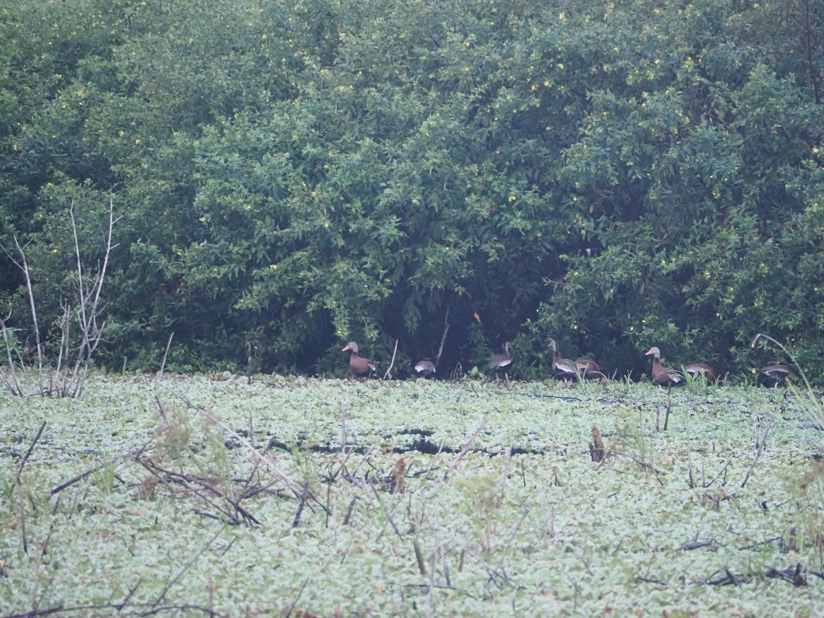 Black-bellied Whistling-Duck - ML643567392