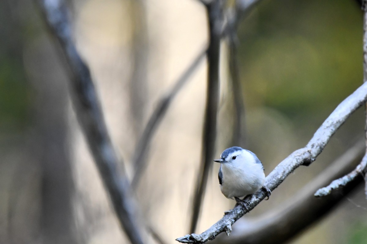 White-breasted Nuthatch - ML643567393