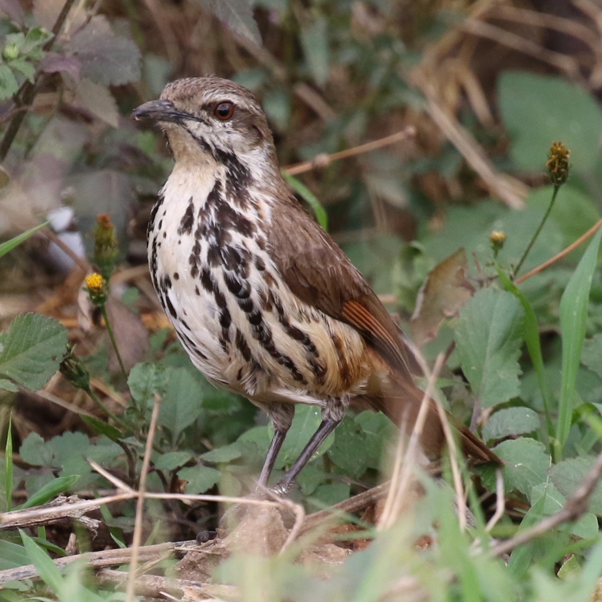 Spotted Morning-Thrush - ML643567404