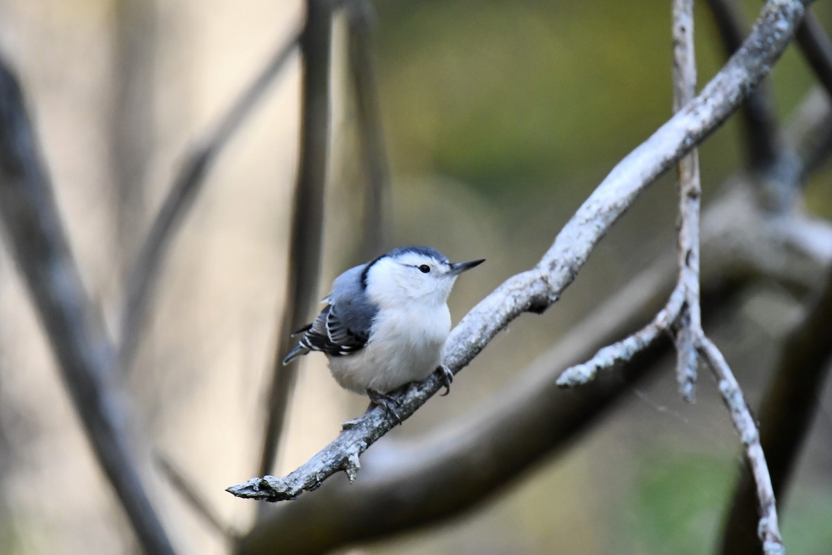 White-breasted Nuthatch - ML643567406