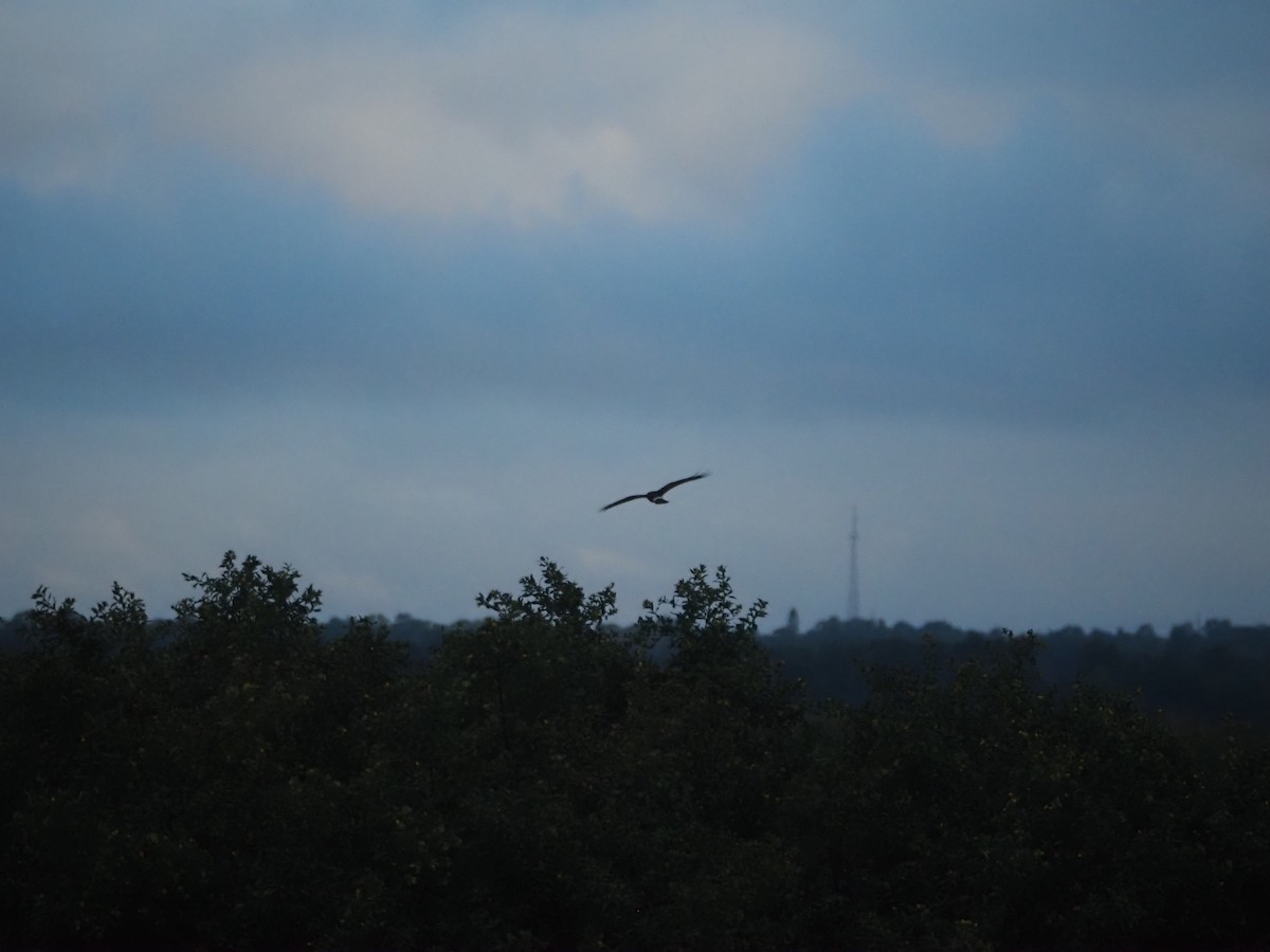 Northern Harrier - ML643567408