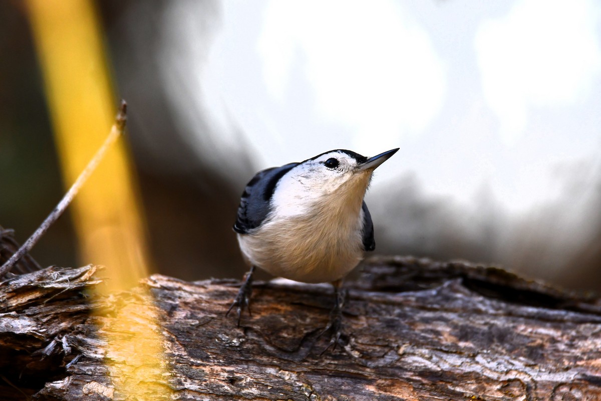 White-breasted Nuthatch - ML643567426