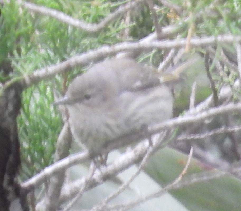 Cape May Warbler - ML643567437