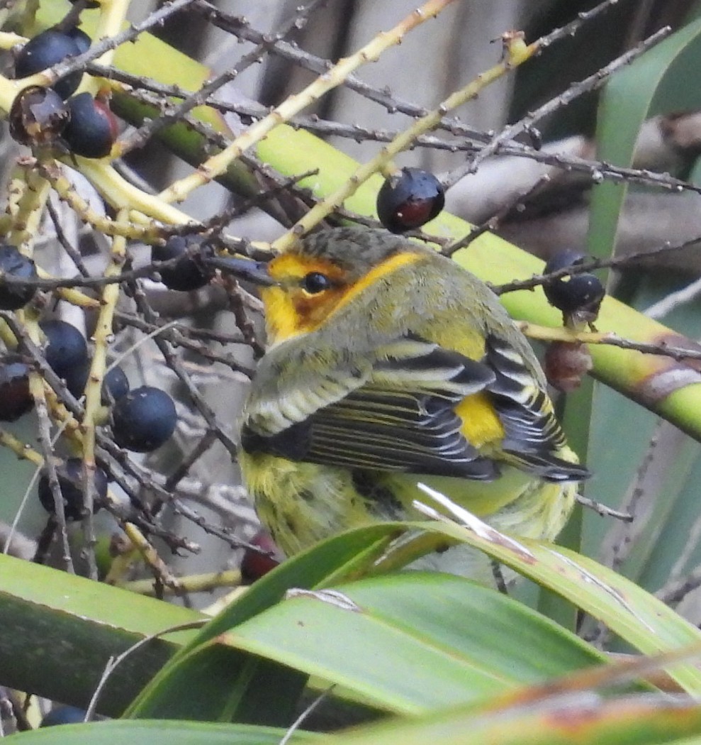 Cape May Warbler - ML643567438