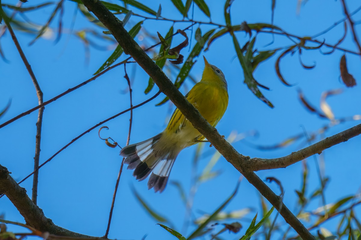 Magnolia Warbler - ML643567441