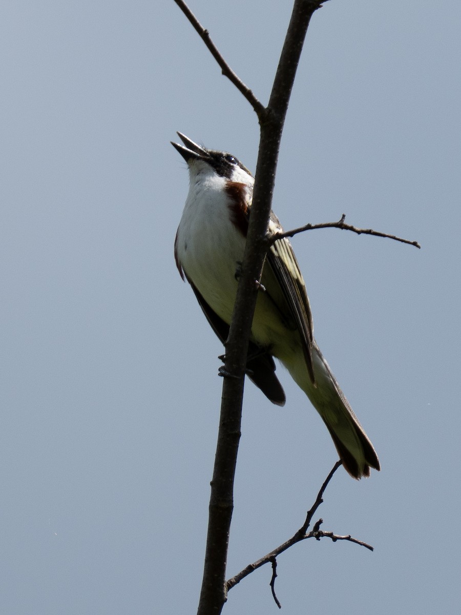 Chestnut-sided Warbler - ML643567445