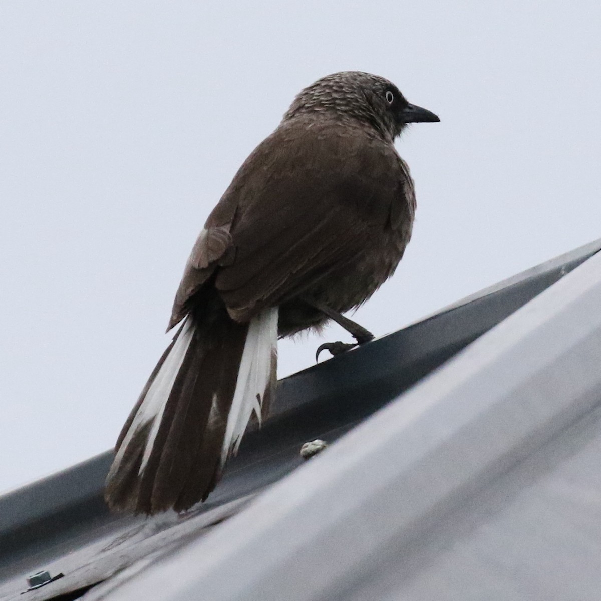 Black-lored Babbler - ML643567452