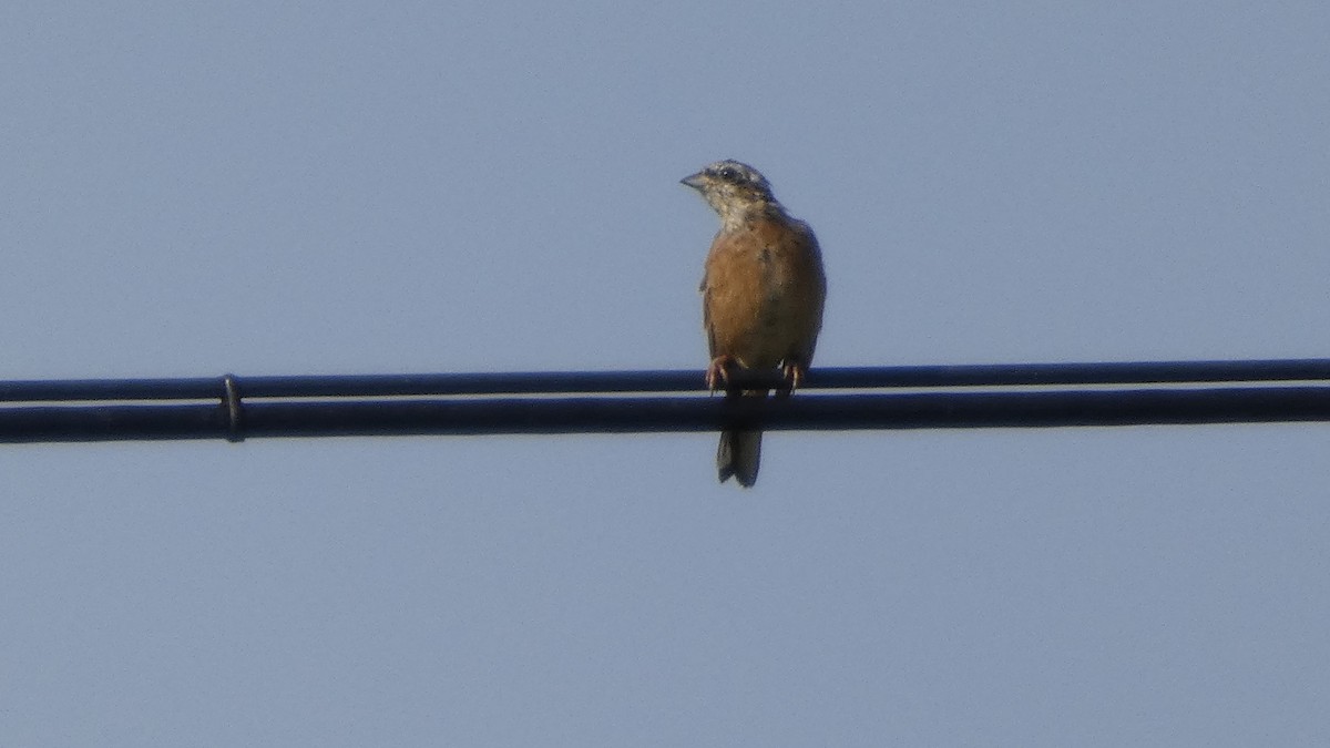 Meadow Bunting - ML643567462