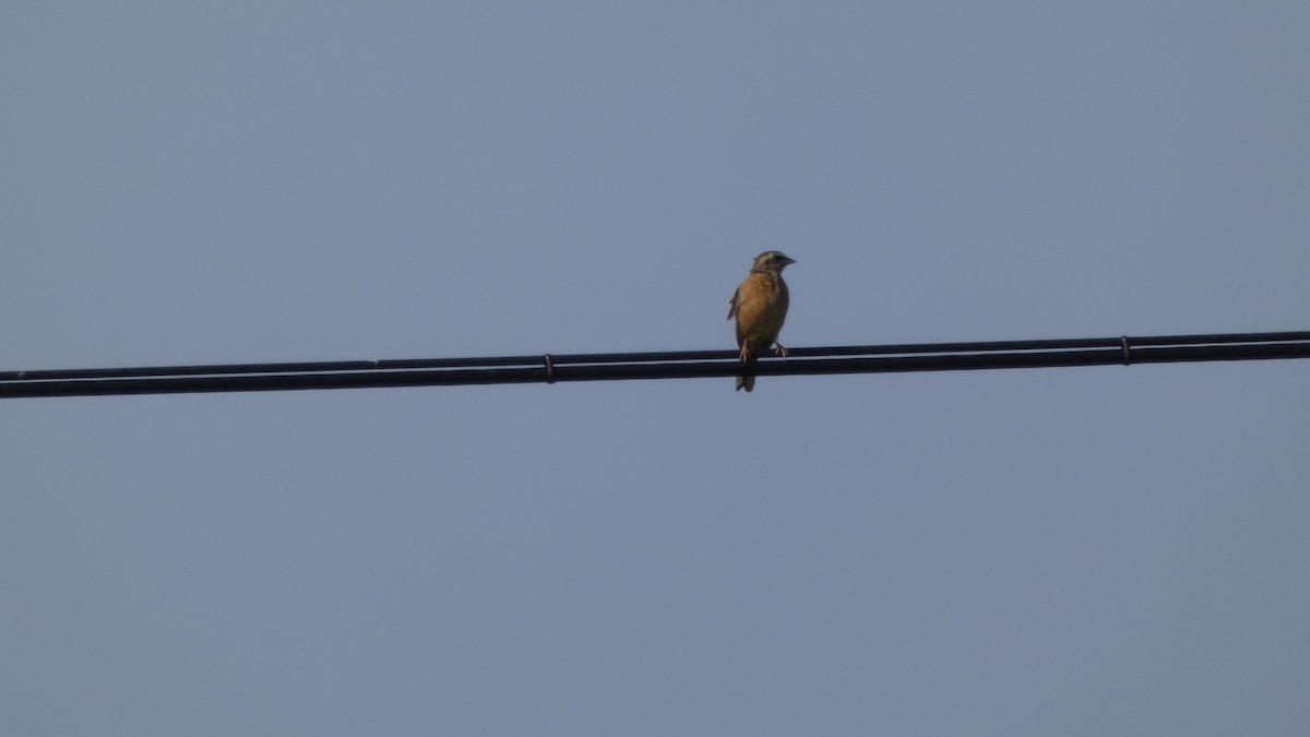 Meadow Bunting - ML643567463