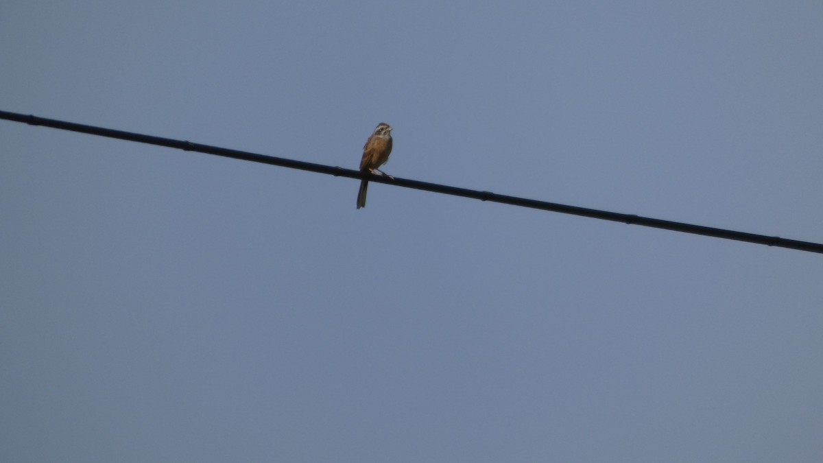 Meadow Bunting - ML643567465