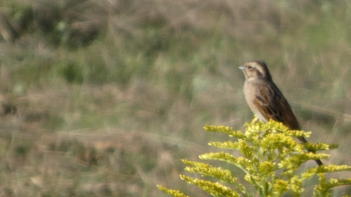 Meadow Bunting - ML643567466