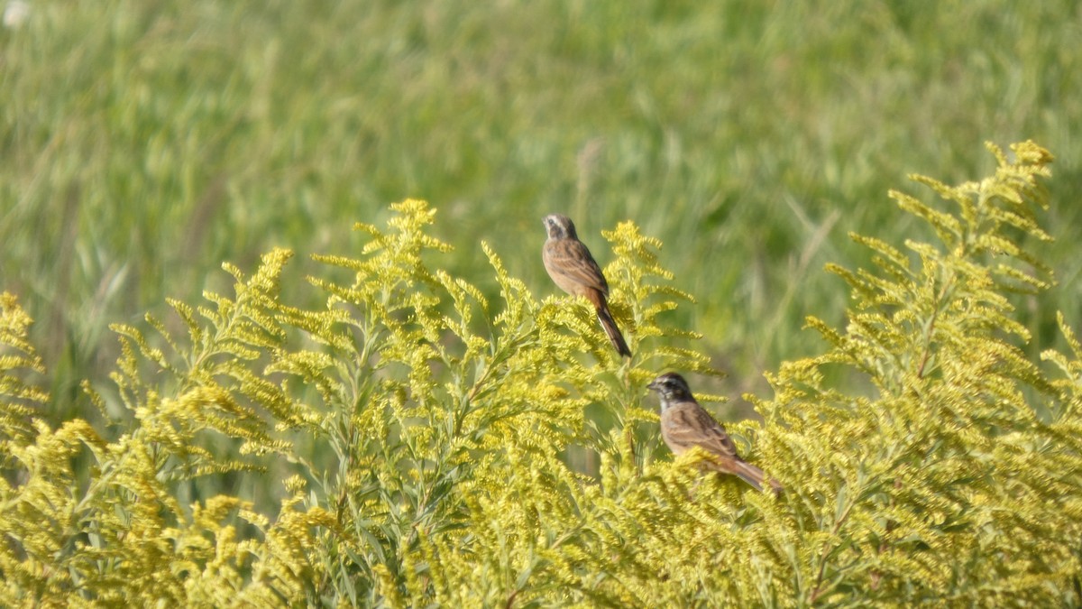 Meadow Bunting - ML643567467