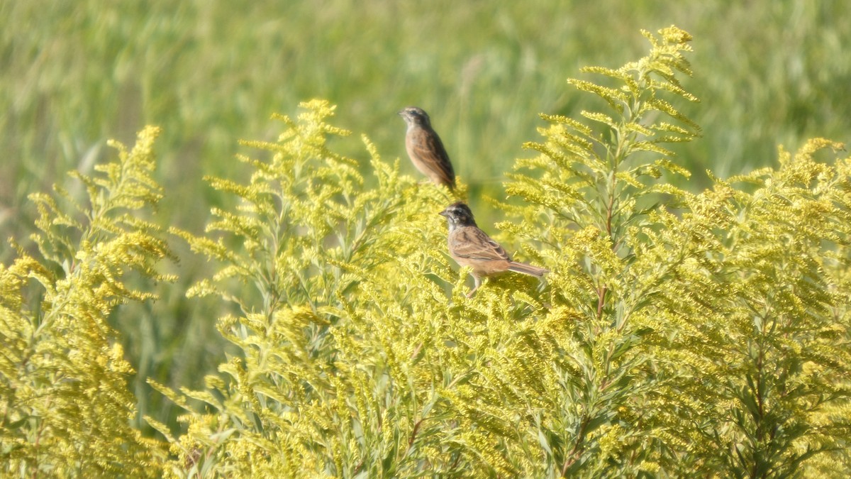 Meadow Bunting - ML643567468