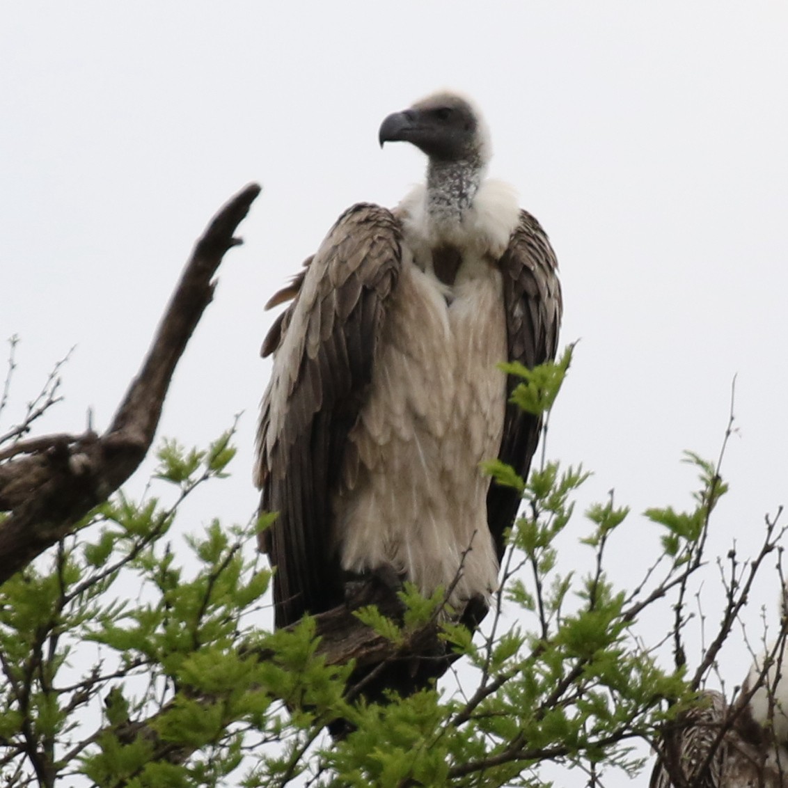 White-backed Vulture - ML643567469