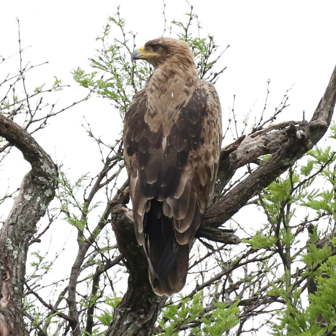 Tawny Eagle - ML643567471