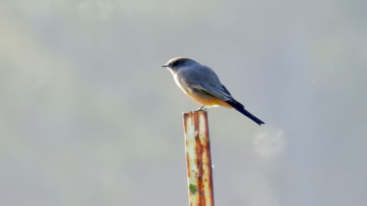 Say's Phoebe - ML643567476