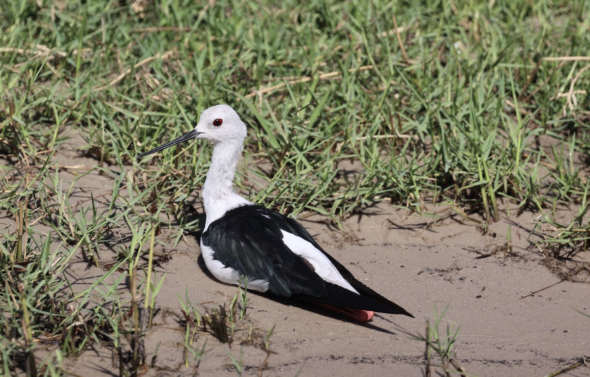 Black-winged Stilt - ML643567495