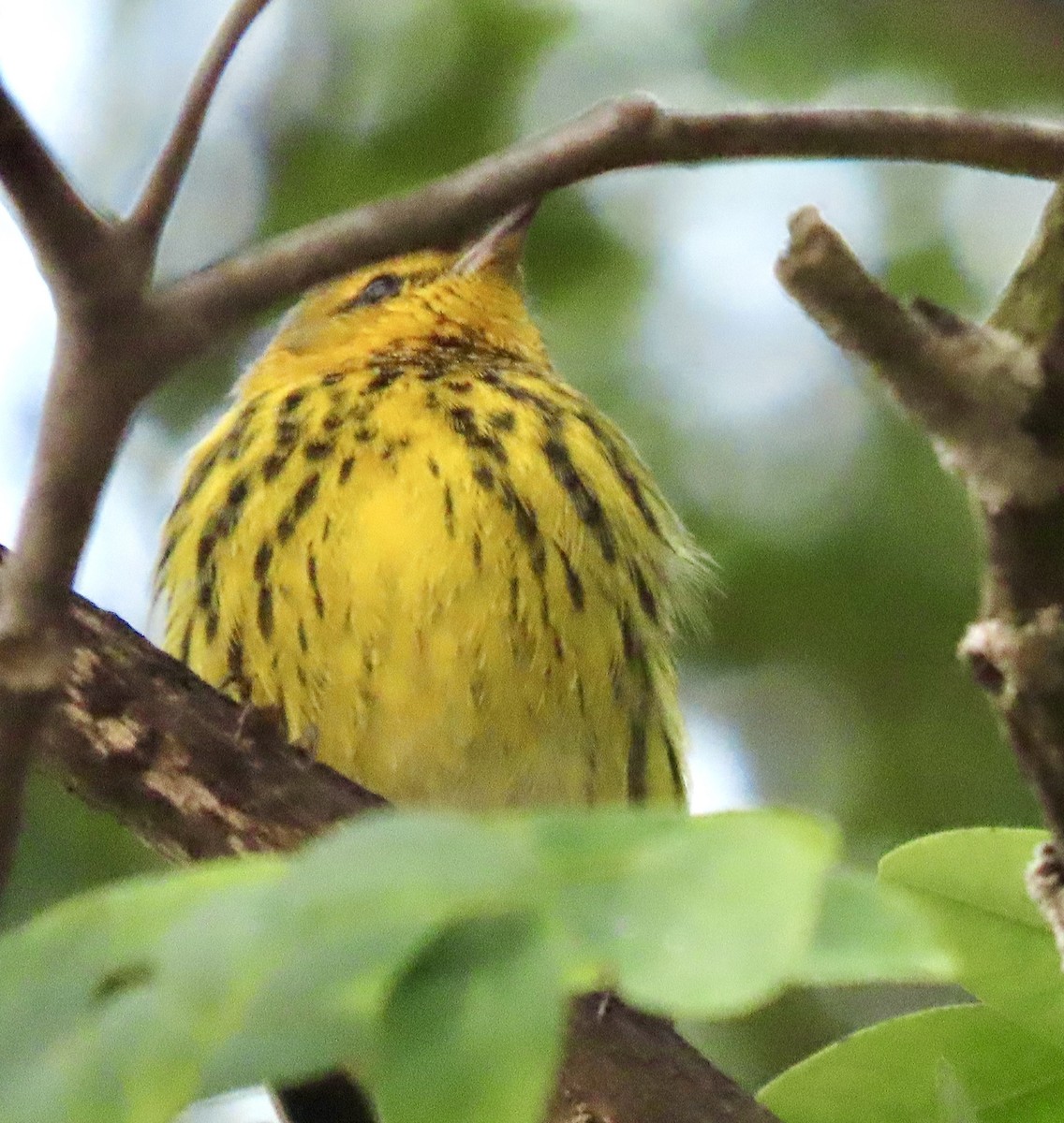 Cape May Warbler - ML643567498