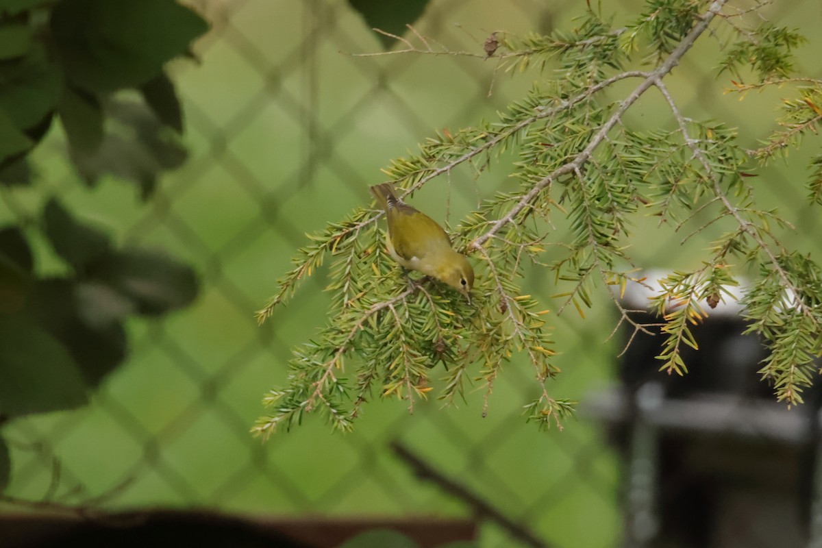 Tennessee Warbler - ML643567554