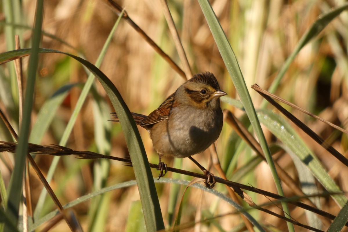 Swamp Sparrow - ML643567555