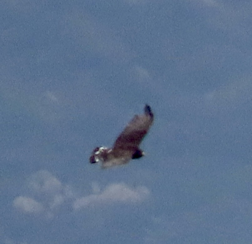 Zone-tailed Hawk - ML643567557