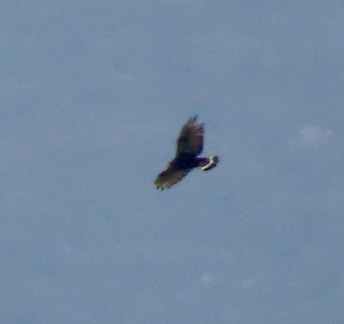 Zone-tailed Hawk - ML643567559