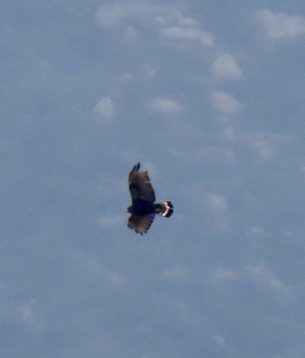 Zone-tailed Hawk - ML643567560
