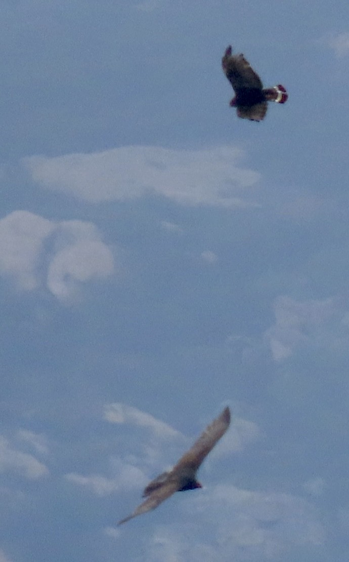 Zone-tailed Hawk - ML643567561