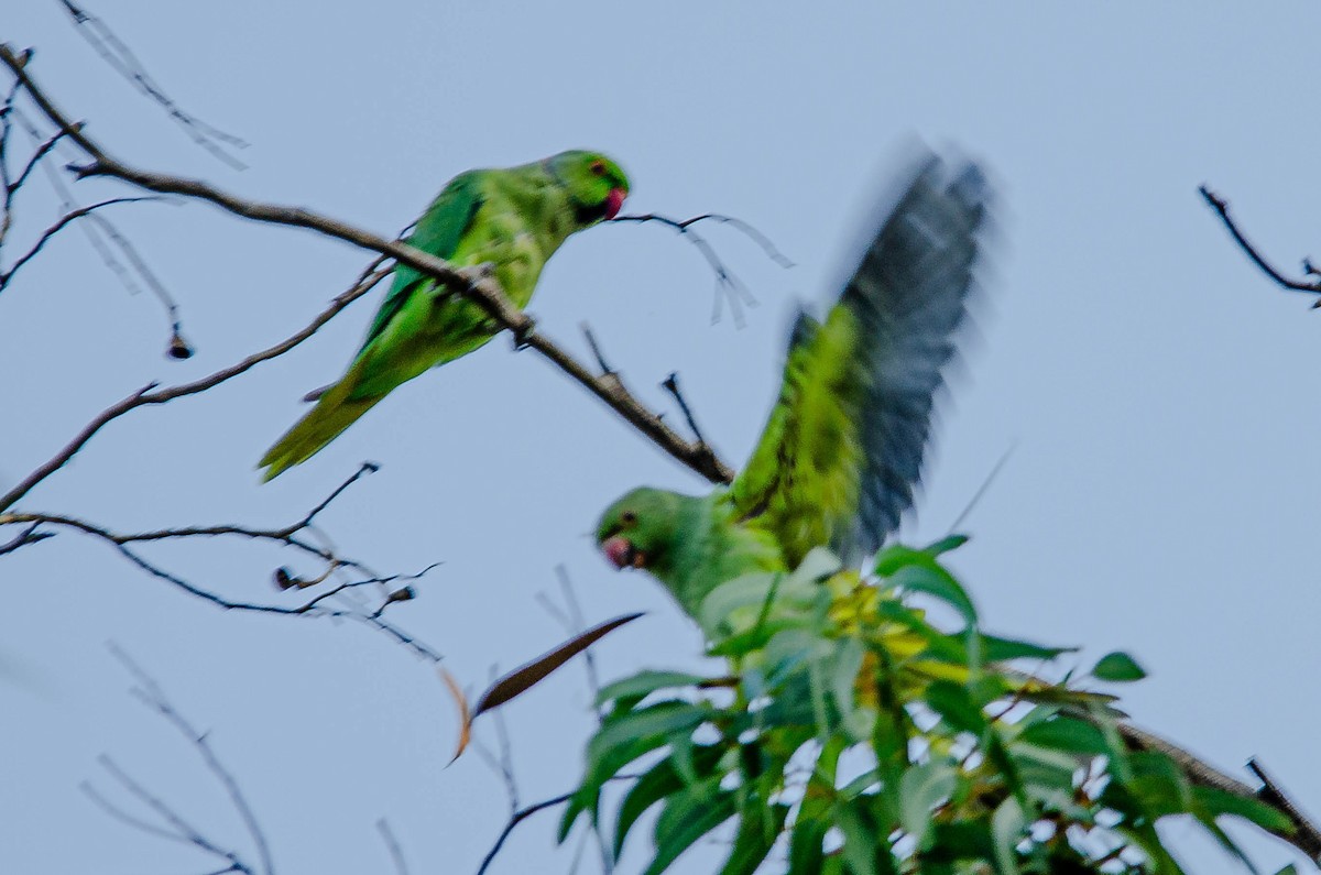 Yeşil Papağan - ML643567566