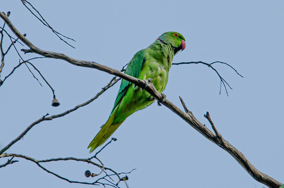 Yeşil Papağan - ML643567567