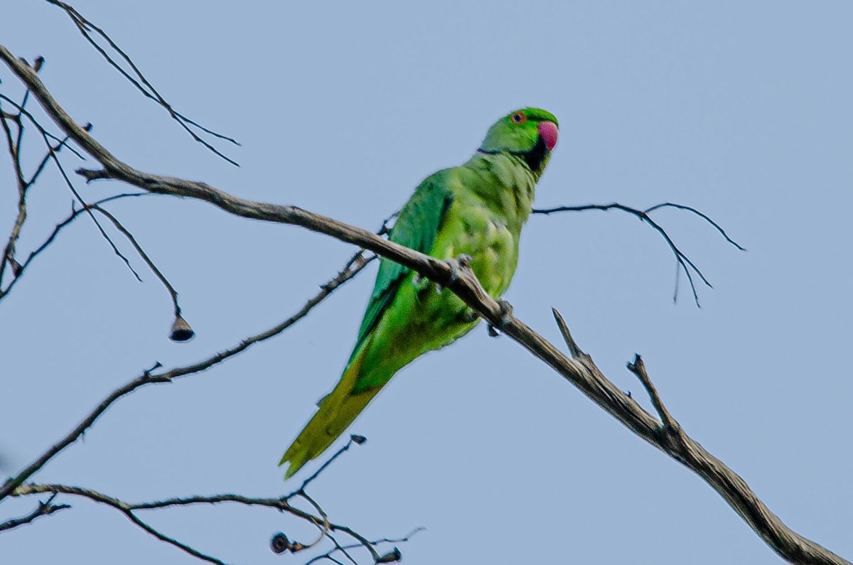 Yeşil Papağan - ML643567568