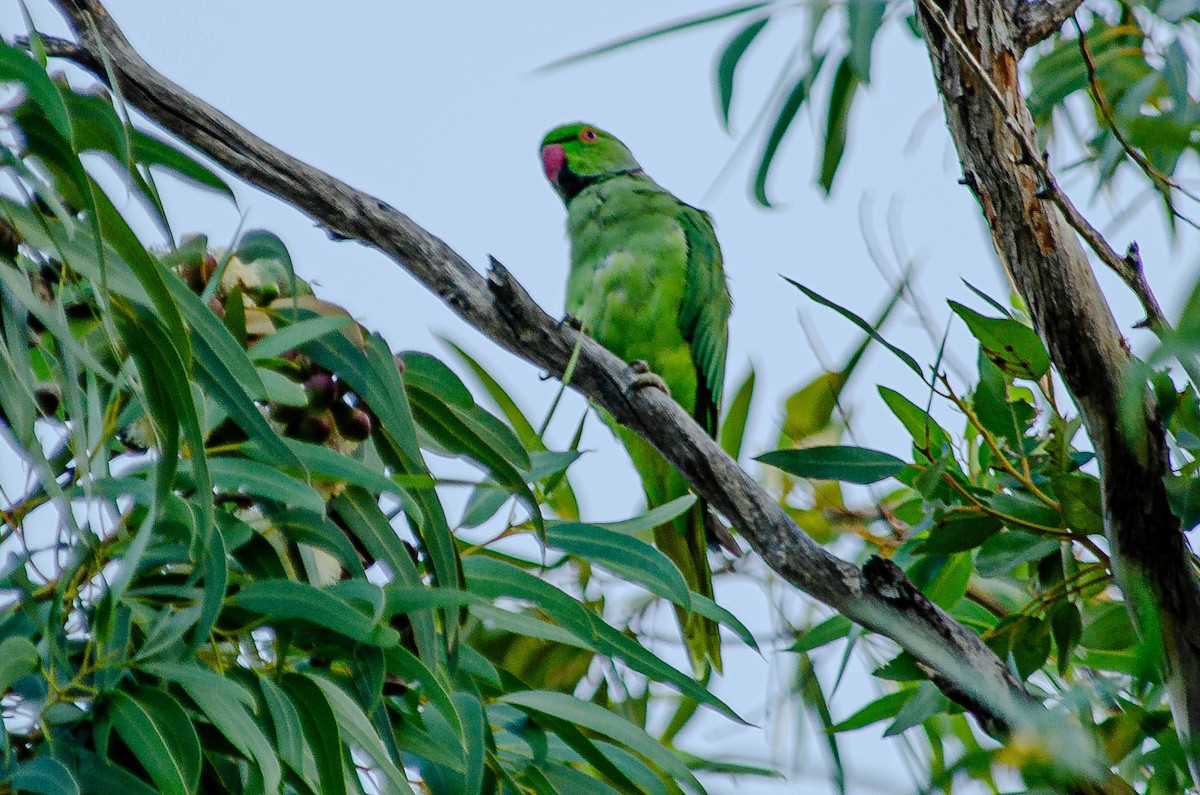 Yeşil Papağan - ML643567569