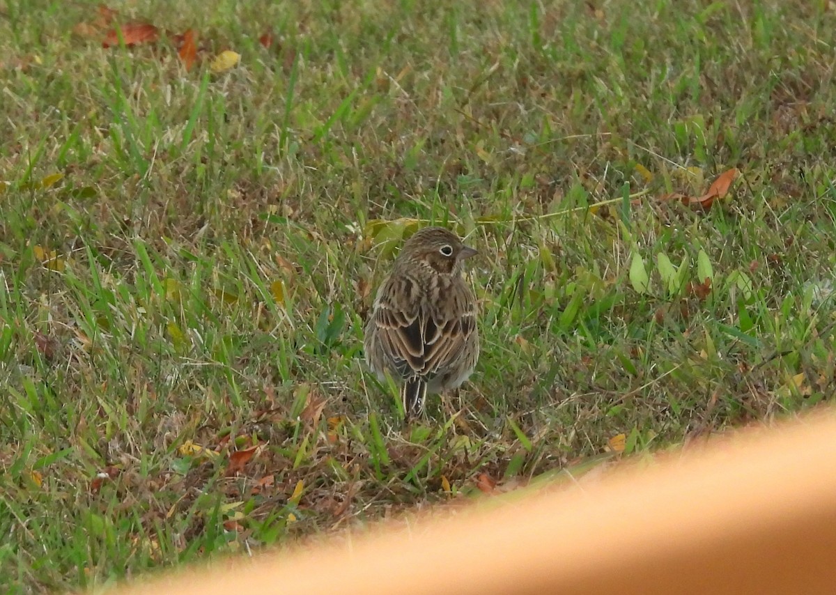Vesper Sparrow - ML643567573