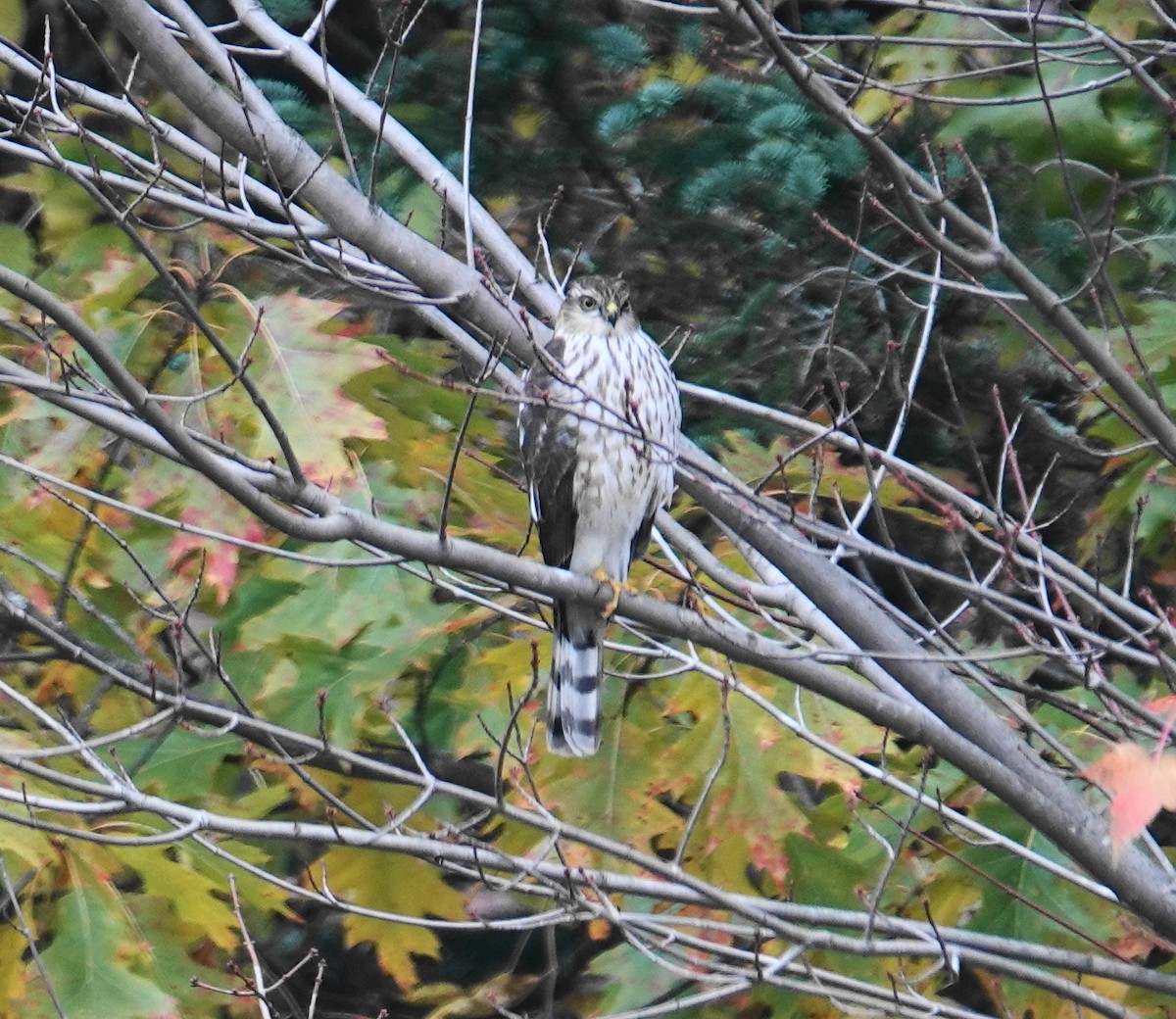 Sharp-shinned Hawk - ML643567577