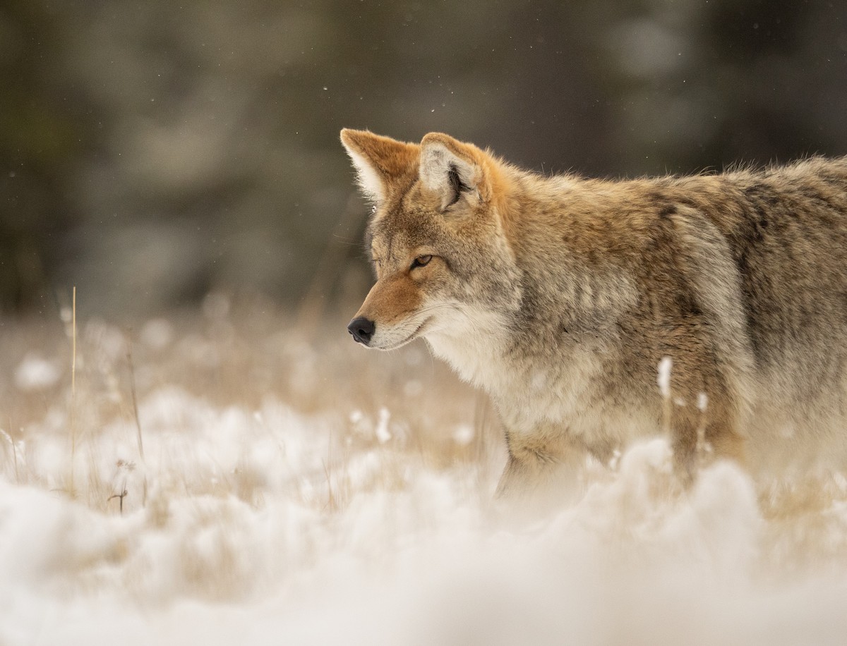 Mountain Coyote - ML643567584