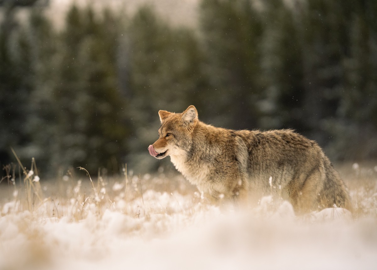 Mountain Coyote - ML643567588