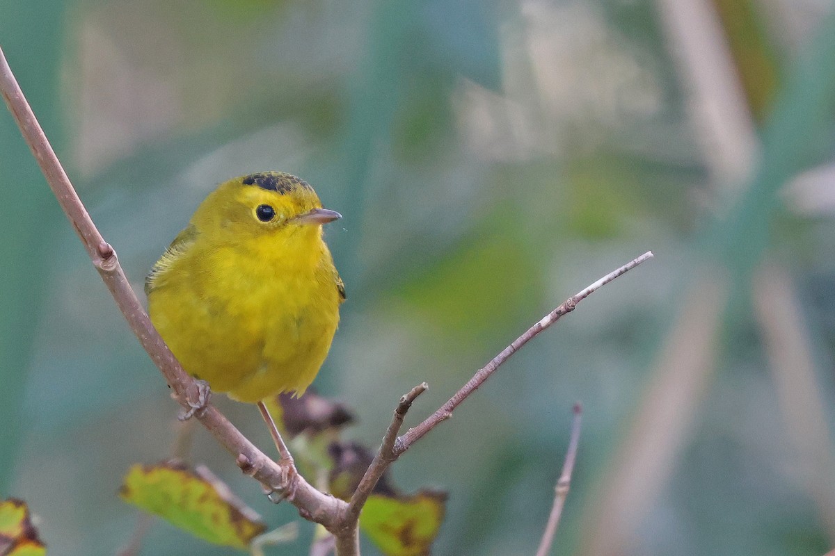Wilson's Warbler - ML643567596