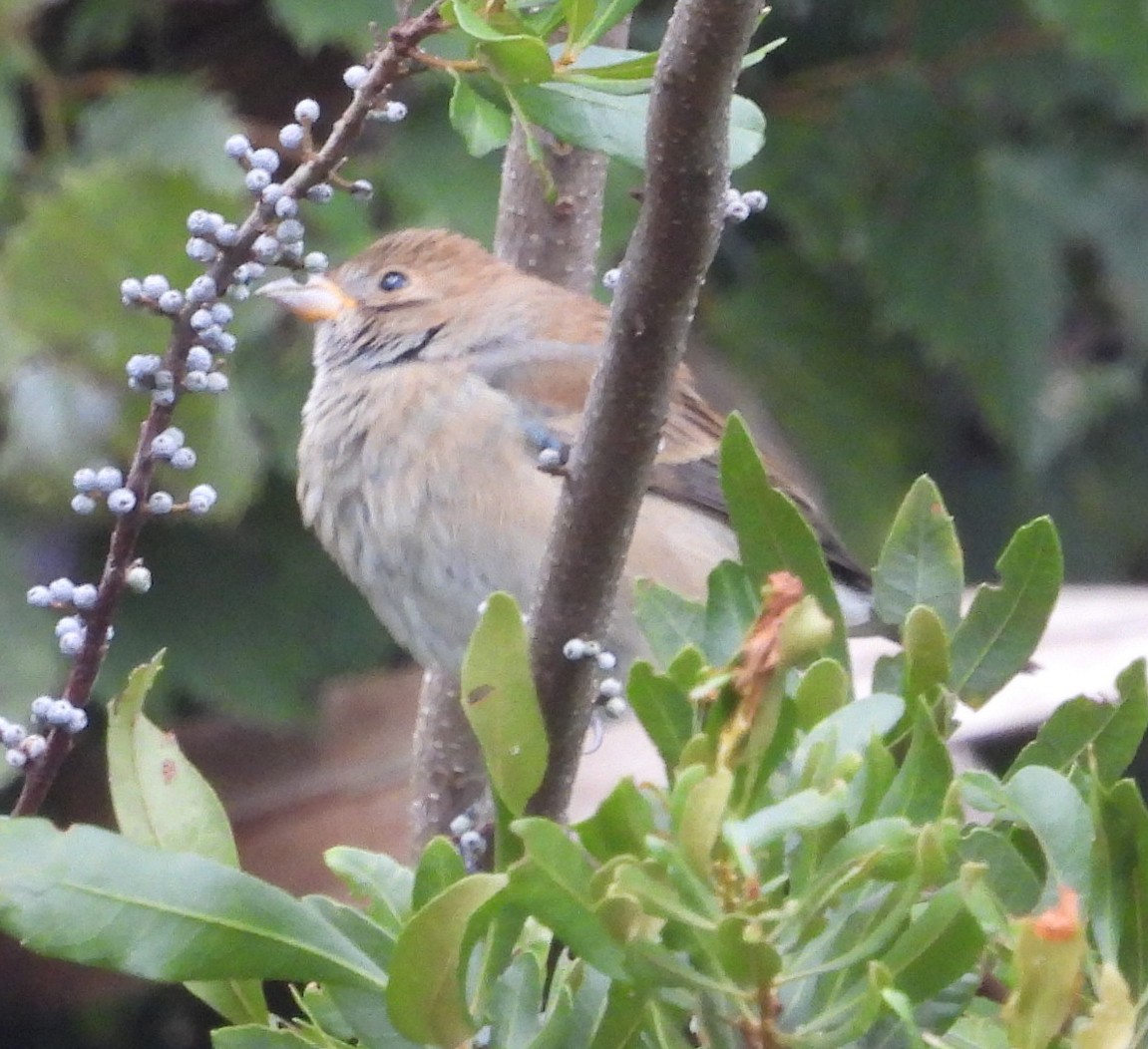 Indigo Bunting - ML643567600